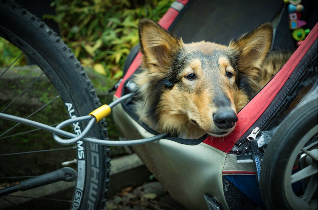 Transporte de perros